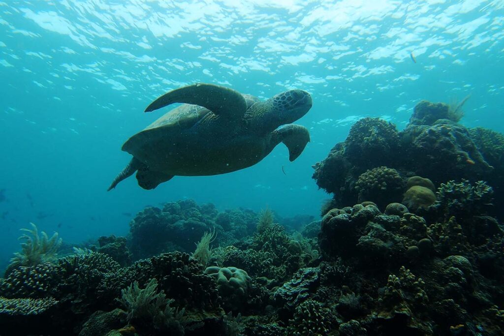 Bucear con tortugas en Bunaken, Indonesia