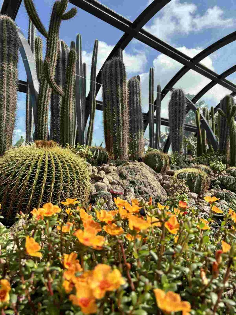 Jardín Cactus, aeropuerto de Singapur