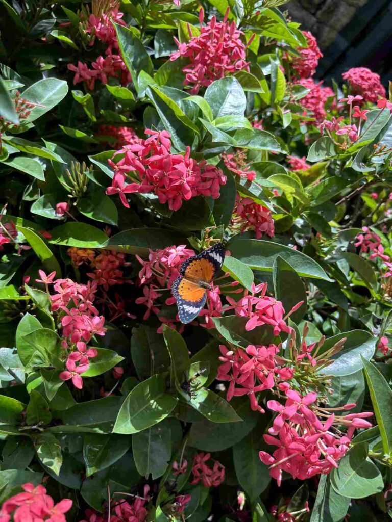 Jardín de mariposas aeropuerto de singapur