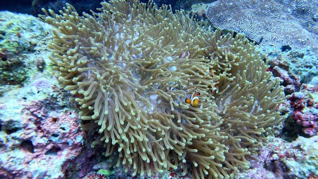 Buceo en Balicasag, Panglao.