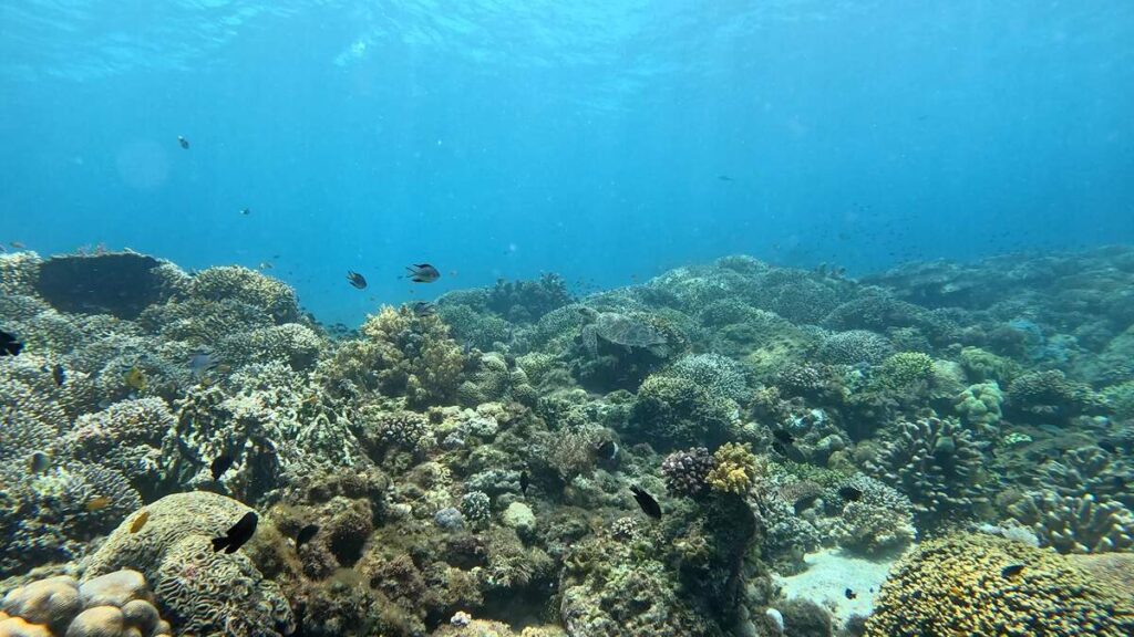 Buceo en Balicasag, Panglao.