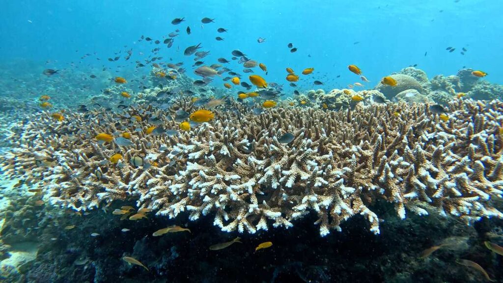 Buceo en Balicasag, Panglao.