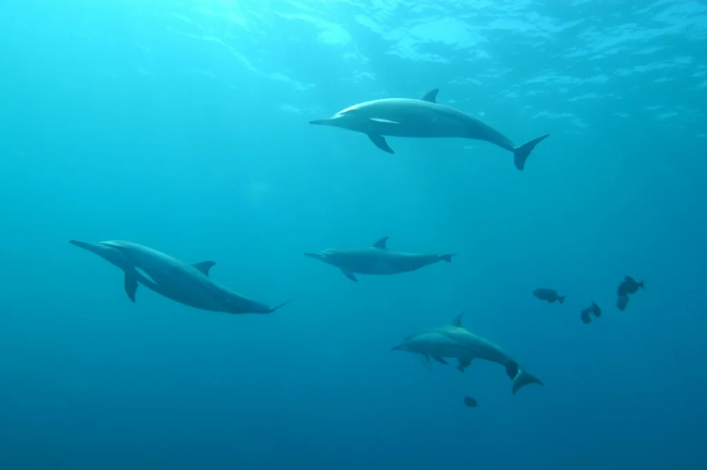 Nado con delfines en Sao Miguel