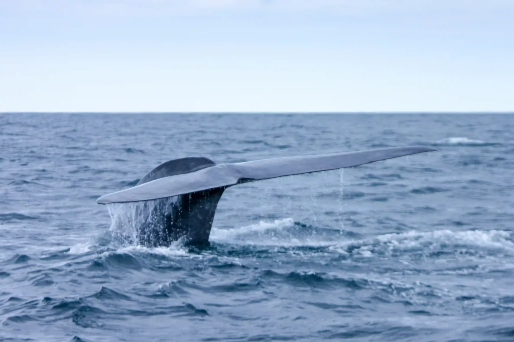 Avistamiento de ballenas en Sao miguel Azores.