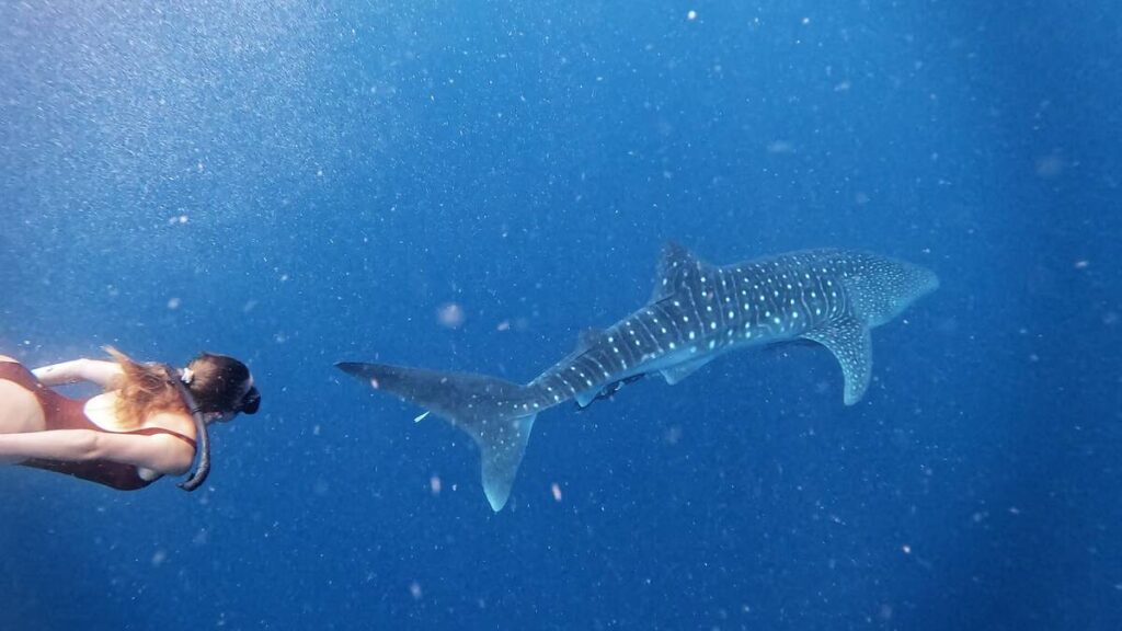 nadando con tiburón ballena en puerto princesa
